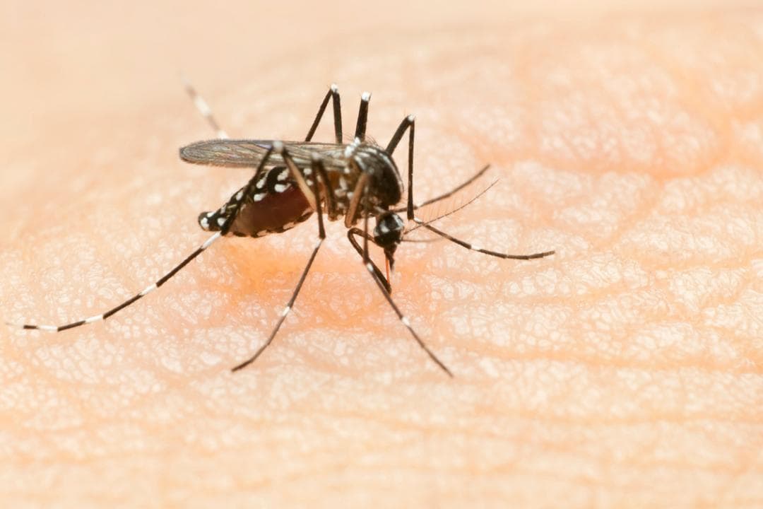L'humanité pourrait-elle faire disparaître les moustiques ? Voici ce que disent les scientifiques