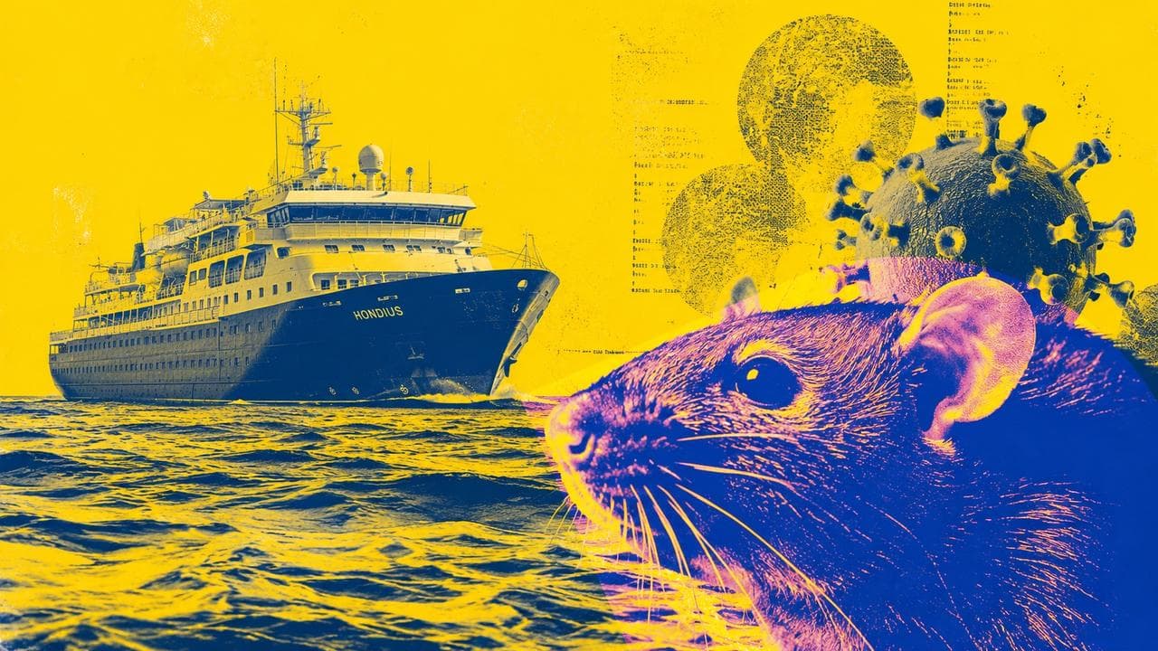 8 questions sur l’hantavirus : symptômes, transmission, risques… le point indispensable de l’Inserm