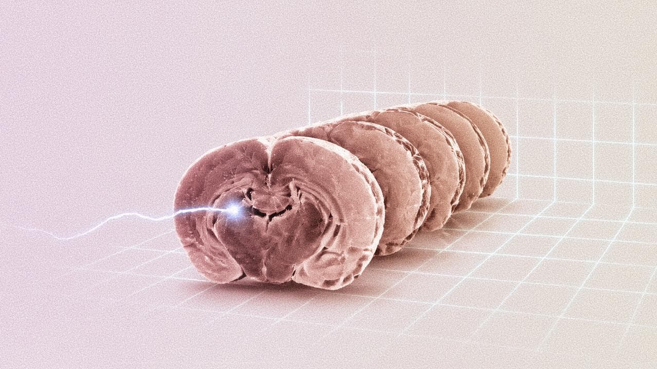 Des chercheurs ont fait redémarrer un cerveau de souris congelé : l’histoire est vertigineuse !