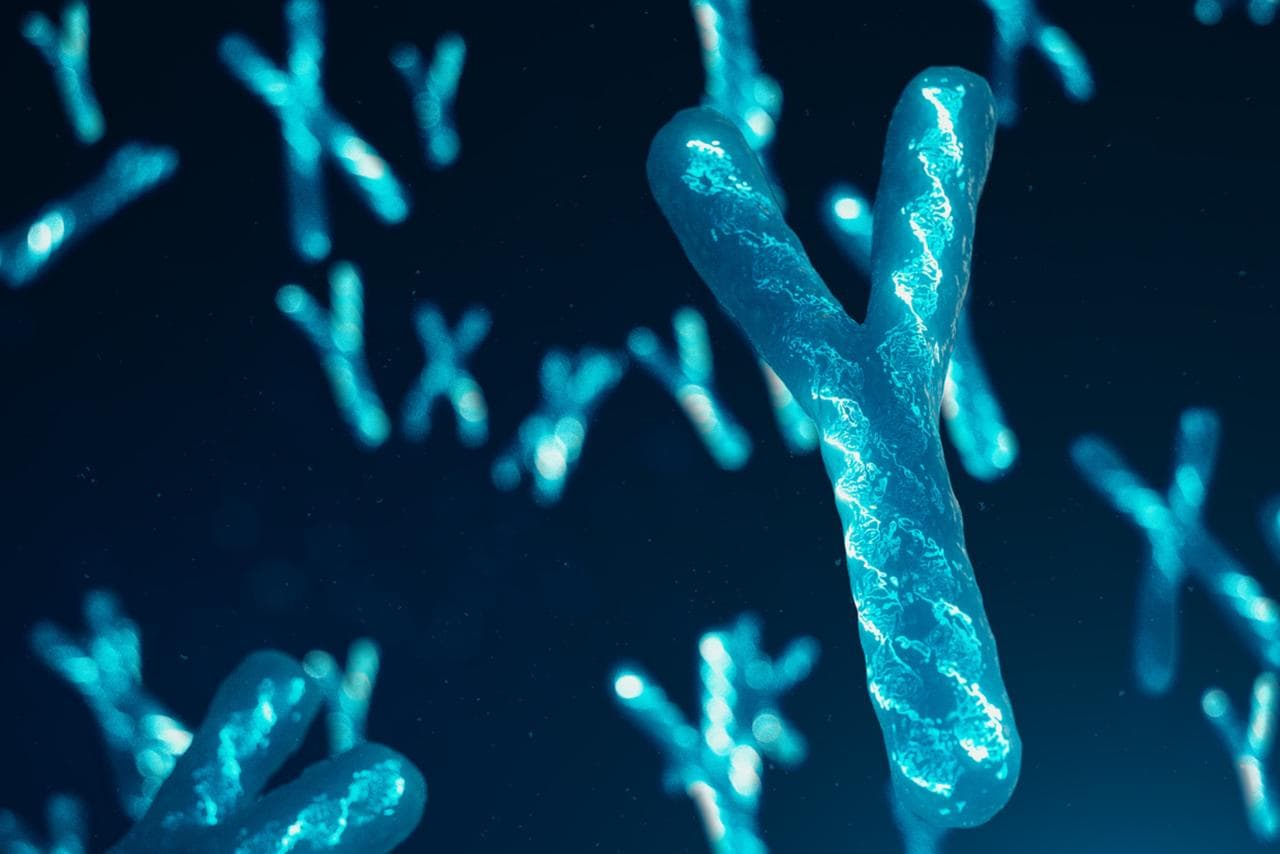 Le chromosome Y est-il menacé ? Voici la fascinante découverte qui pourrait tout changer
