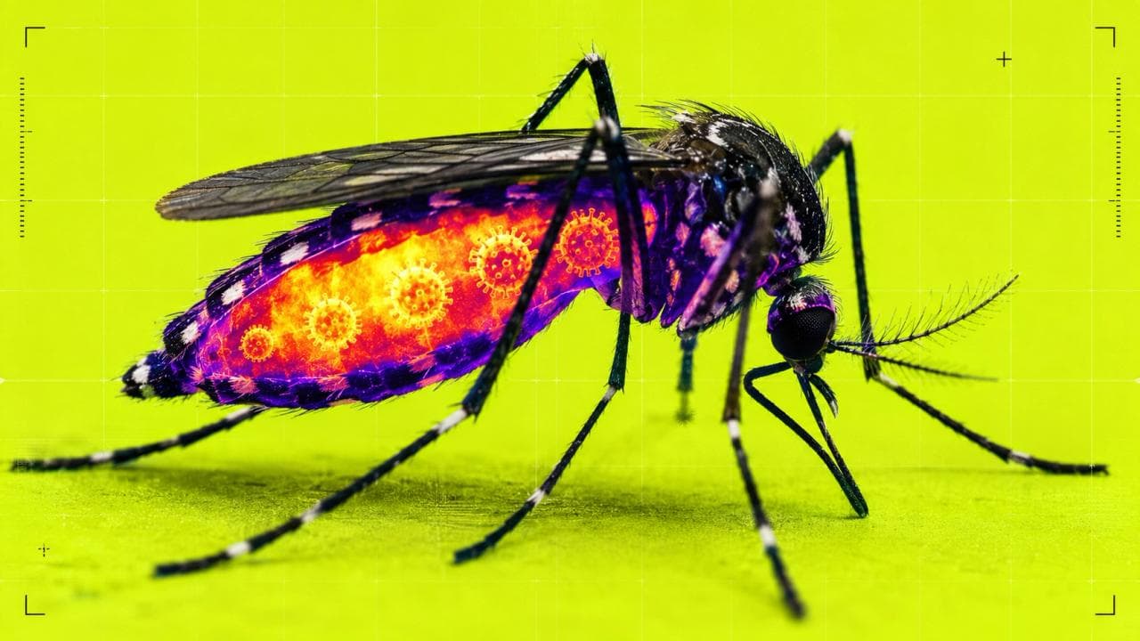 Dengue, chikungunya, Zika : voici ce qui se passe dans un moustique avant qu’il puisse vous infecter