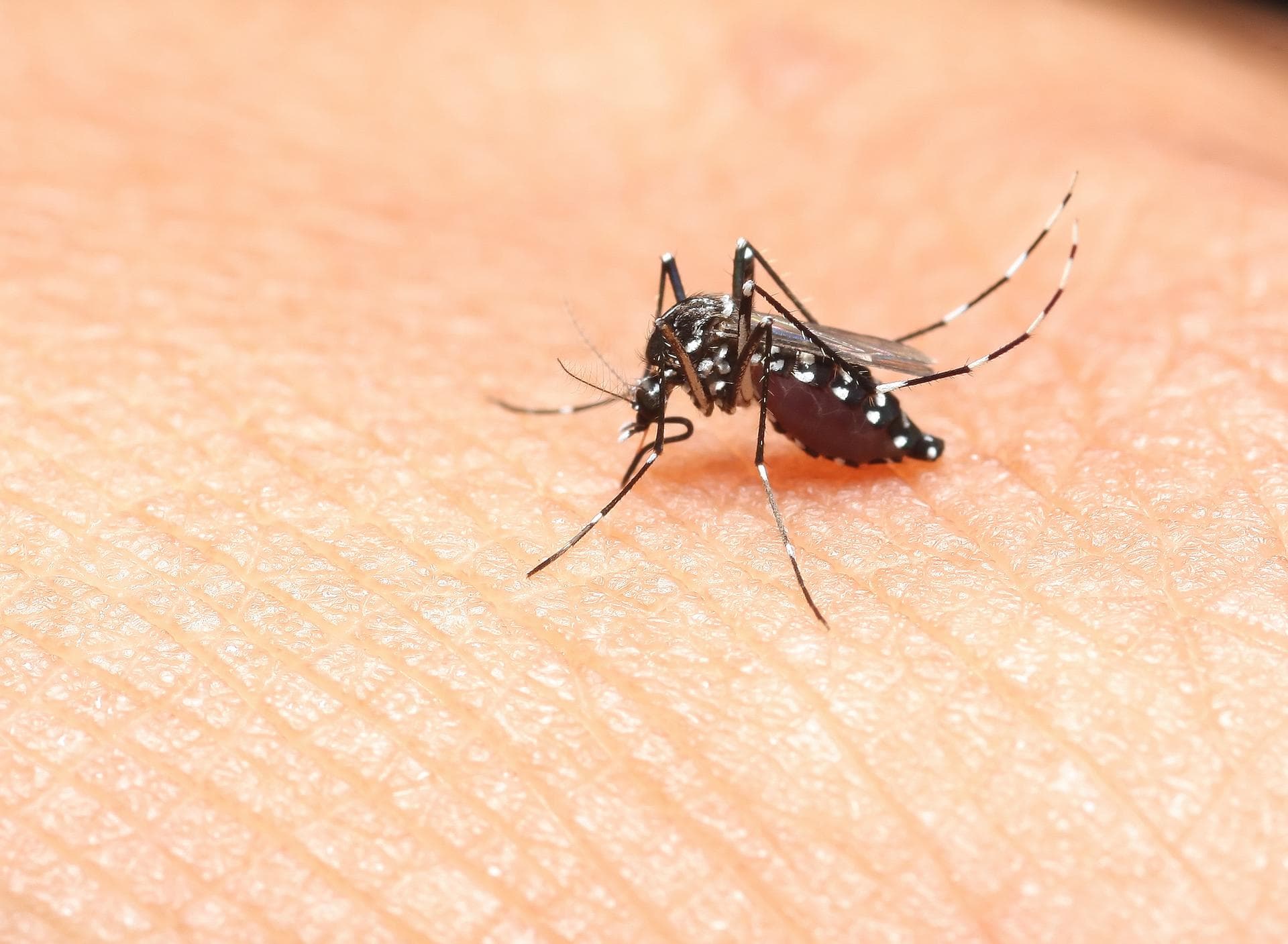 Le chikungunya pourrait se propager en Europe : le scénario épidémique qui inquiète les chercheurs