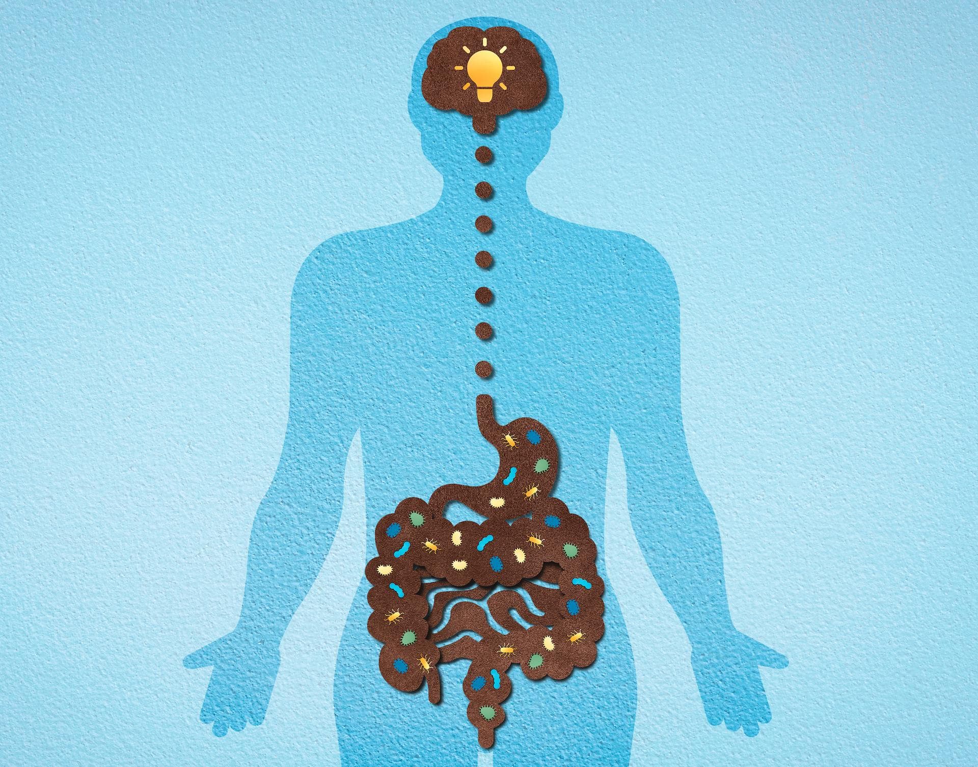Mémoire, cognition : cette grande étude sur le microbiote révèle des résultats qui ont impressionné les chercheurs