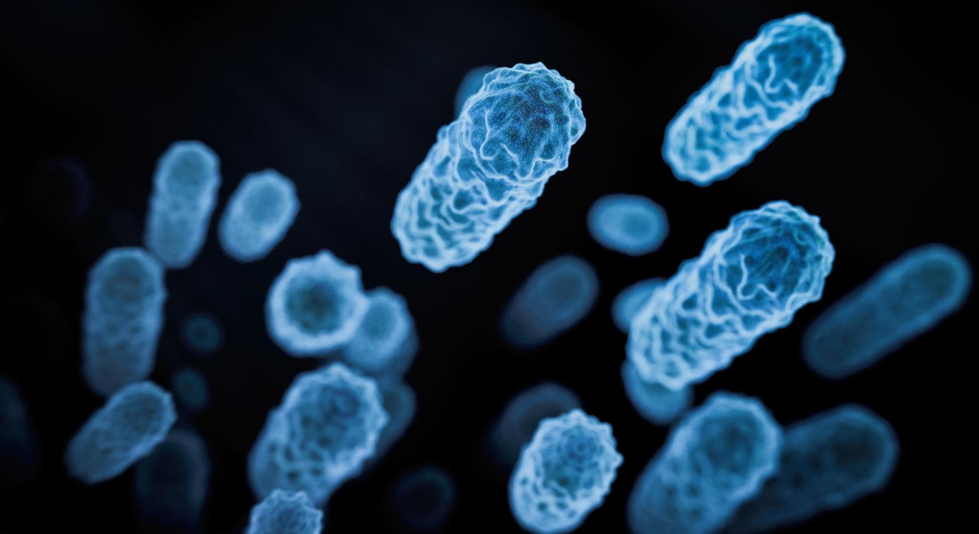 Une simple bactérie intestinale pourrait aider à conserver votre perte de poids, selon une étude