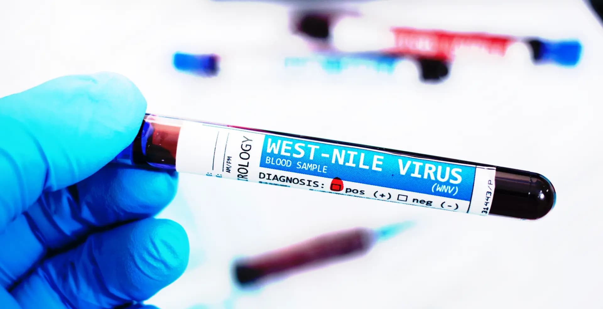 « L’année 2026 marque un tournant » : le virus du Nil occidental étend sa présence à un rythme inédit en France