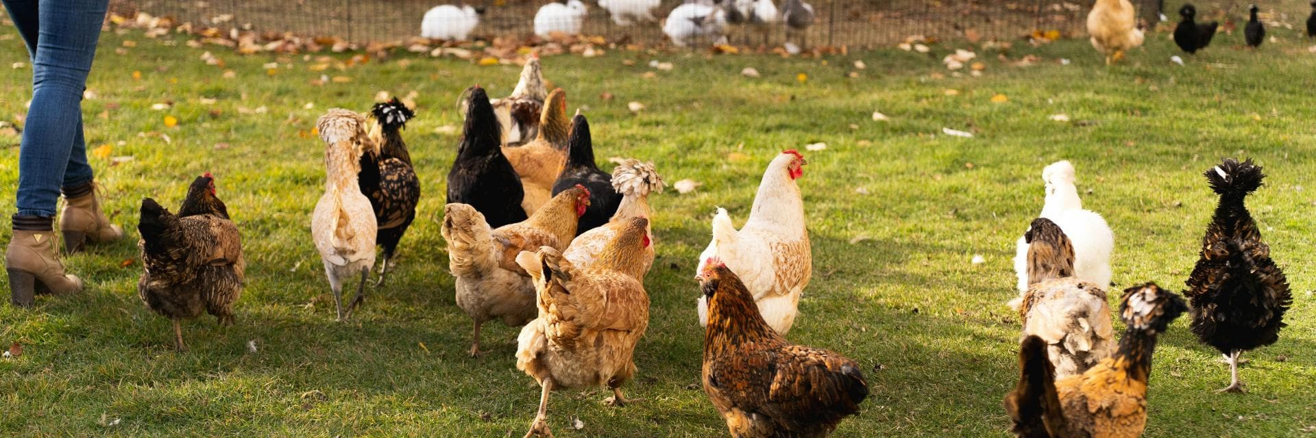 Grippe aviaire : et si le vrai problème était notre façon même d’élever les animaux ?