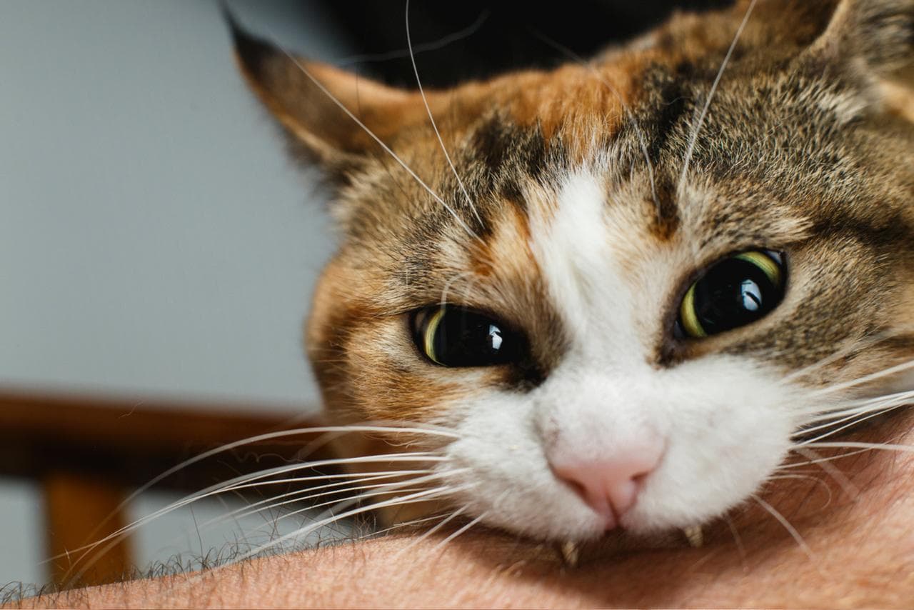 Une simple morsure de chat… et les médecins découvrent une bactérie jamais vue