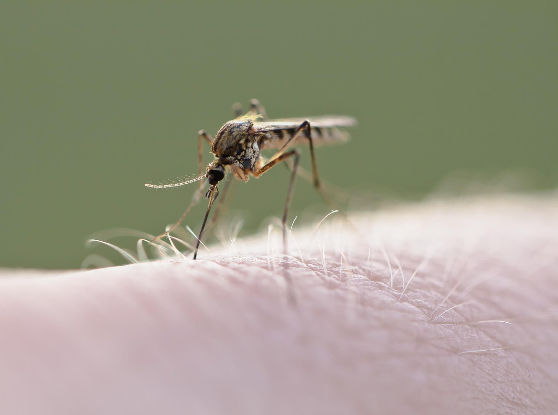 Record d'infections en France : ce virus transmis par les moustiques inquiète, d'autant qu'il n'existe aucun vaccin !