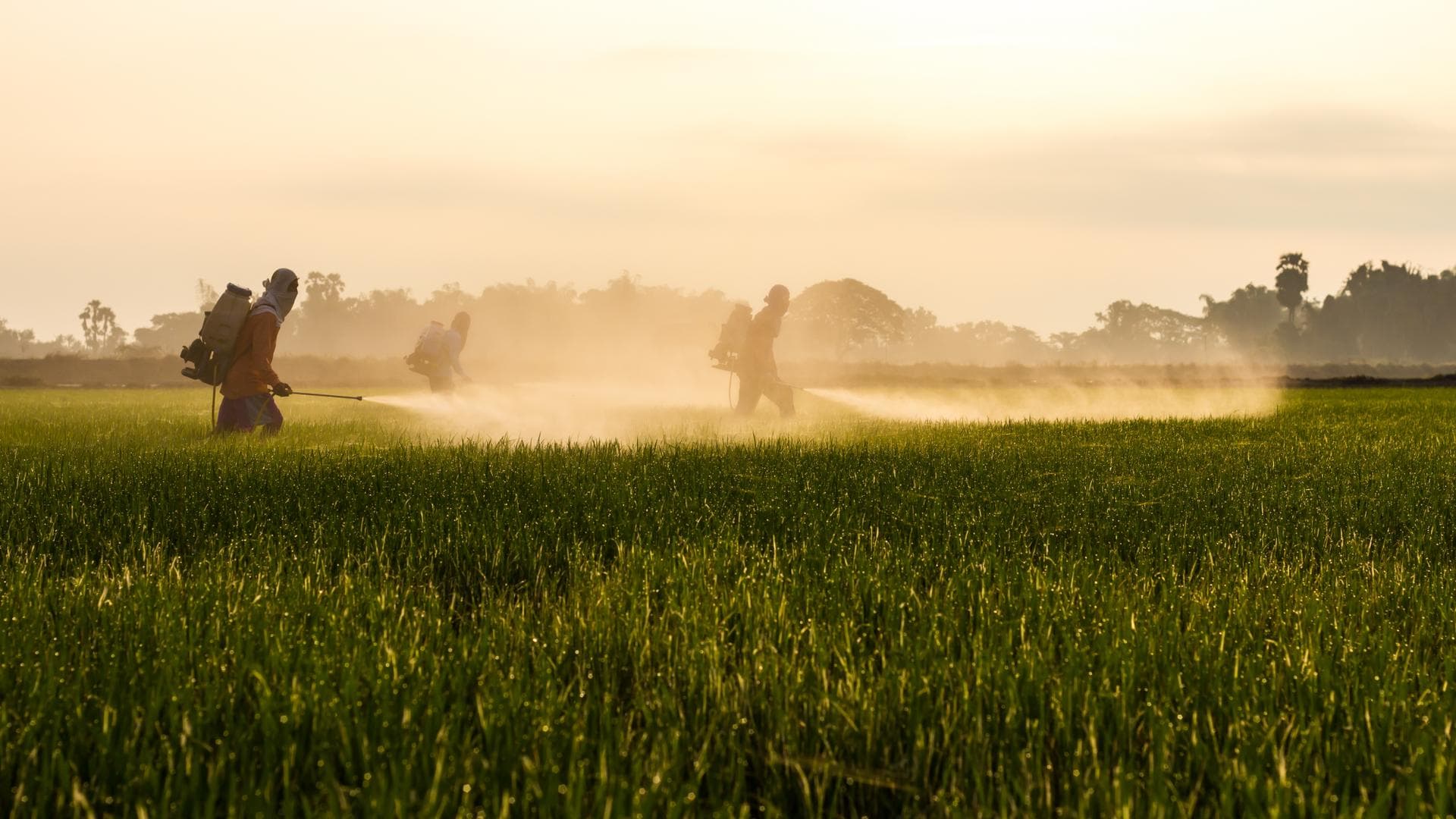 Cette grande étude confirme un effet cocktail des pesticides que les chercheurs redoutaient